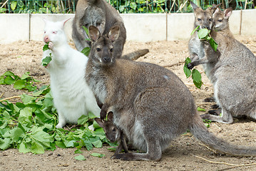 Image showing grazzing Red-necked Wallaby (Macropus rufogriseus)