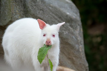 Image showing Closeup of a Red-necked Wallaby white albino female