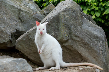 Image showing Closeup of a Red-necked Wallaby white albino female