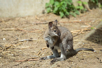Image showing Closeup of a Red-necked Wallaby baby