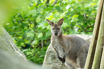 Image showing Closeup of a Red-necked Wallaby (Macropus rufogriseus)