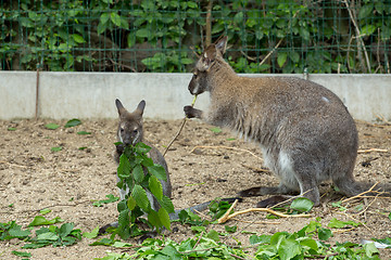 Image showing Closeup of a Red-necked Wallaby (Macropus rufogriseus)