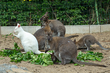 Image showing grazzing Red-necked Wallaby (Macropus rufogriseus)