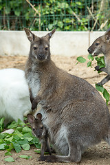 Image showing grazzing Red-necked Wallaby (Macropus rufogriseus)