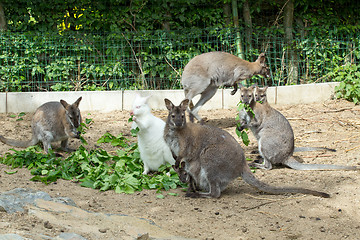 Image showing grazzing Red-necked Wallaby (Macropus rufogriseus)