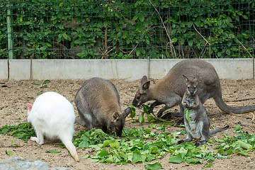 Image showing grazzing Red-necked Wallaby (Macropus rufogriseus)