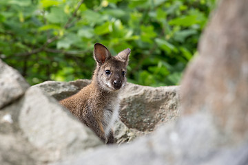 Image showing Closeup of a Red-necked Wallaby baby