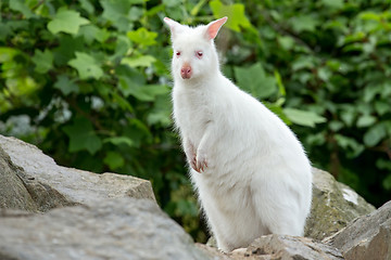 Image showing Closeup of a Red-necked Wallaby white albino female