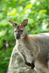 Image showing Closeup of a Red-necked Wallaby (Macropus rufogriseus)