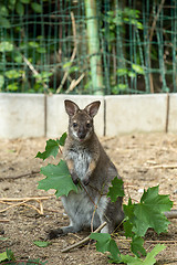 Image showing Closeup of a Red-necked Wallaby baby