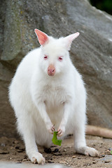 Image showing Closeup of a Red-necked Wallaby white albino female