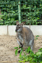 Image showing grazzing Red-necked Wallaby (Macropus rufogriseus)