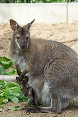 Image showing grazzing Red-necked Wallaby (Macropus rufogriseus)