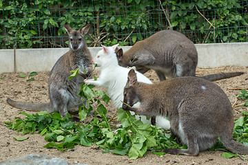 Image showing grazzing Red-necked Wallaby (Macropus rufogriseus)