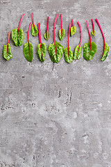 Image showing beetroot leaves