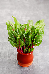 Image showing beetroot leaves