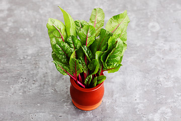 Image showing beetroot leaves