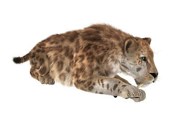 Image showing Big Cat Sabertooth