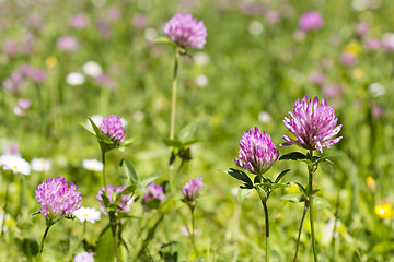 Image showing Flower clovers