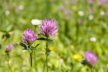 Image showing Flower clovers