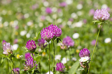 Image showing Flower clovers