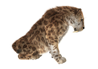 Image showing Big Cat Sabertooth