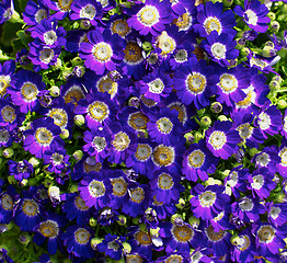 Image showing Flower Heads Background