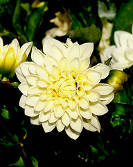 Image showing Yellow Dahlia