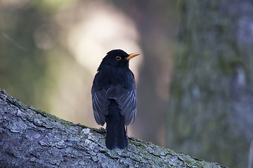 Image showing blackbird