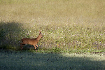 Image showing roebuck