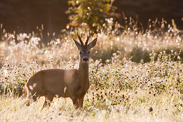 Image showing roebuck