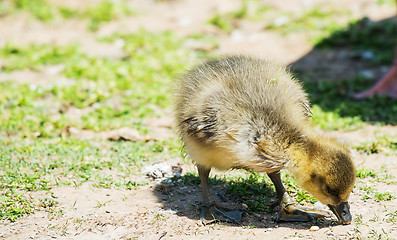 Image showing greylag goose gosling