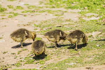 Image showing group of young greylag goslings