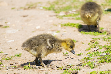 Image showing two young greylag geese