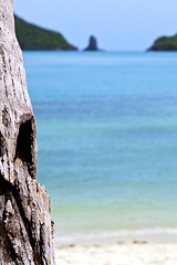 Image showing asia  phangan bay isle white  beach  tree     south china sea 