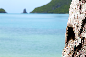 Image showing   kho phangan bay isle    tree  rocks in thailand  and south chi