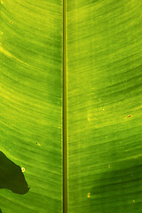 Image showing  thailand in the light kho samui   abstract leaf   green  black 