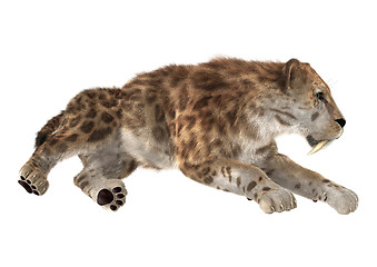 Image showing Big Cat Sabertooth