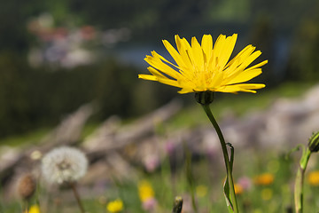 Image showing Dandelion Jaegerkamp Bavaria Alps