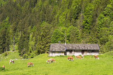 Image showing Landscape with cows