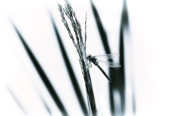 Image showing Dragonfly close-up sitting on the grass