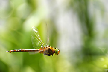 Image showing Dragonfly close-up in flight