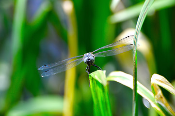 Image showing Dragonfly  (Libellula depressa) close-up looking at the camera