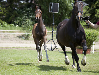 Image showing foals Holsteiner