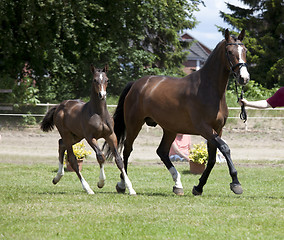 Image showing Mare and foal auction