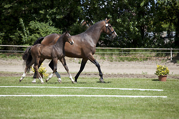 Image showing brown mare with foal at foot