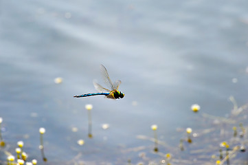 Image showing Dragonfly close-up flying over water