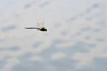 Image showing Dragonfly close-up flying over water