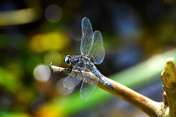 Image showing Dragonfly (Libellula depressa) close-up sitting on a branch 