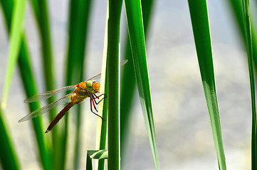 Image showing Dragonfly Sympetrum close-up sitting on the grass